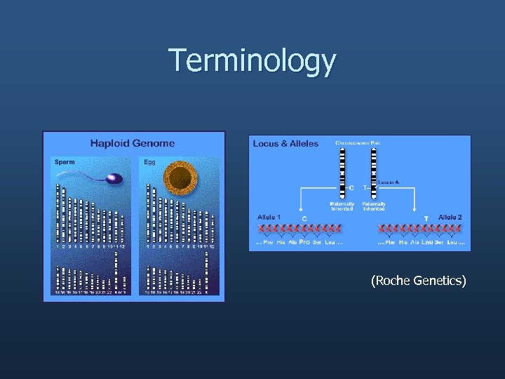 Terminology (Roche Genetics) 