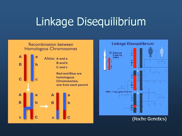 Linkage Disequilibrium (Roche Genetics) 