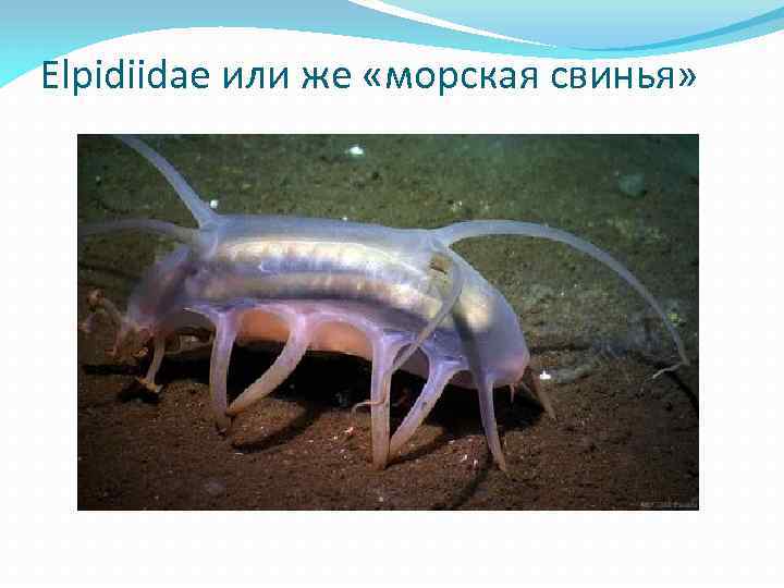 Elpidiidae или же «морская свинья» 