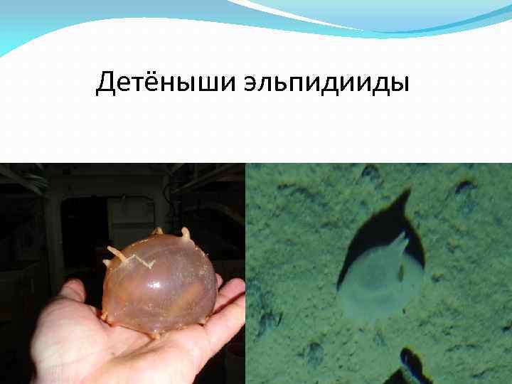 Детёныши эльпидииды 