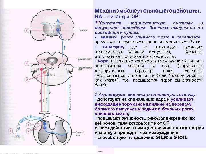 Механизм олеутоляющего ействия, б д НА - лиганды ОР: 1. Угнетает ноцицептивную систему и