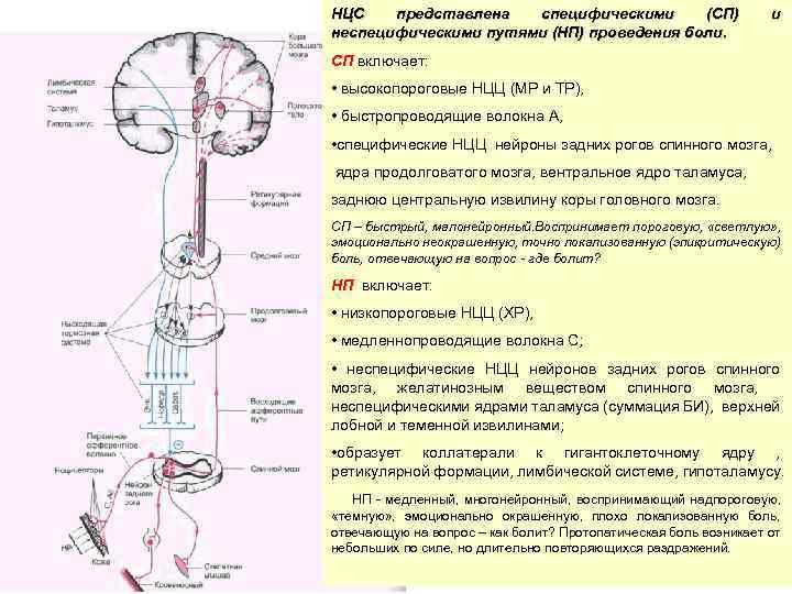 Н ЦС представлена специфическими (СП) неспецифическими путями (НП) проведения боли. и СП включает: •