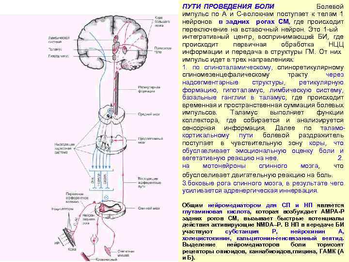 ПУТИ ПРОВЕДЕНИЯ БОЛИ Болевой импульс по А и С-волокнам поступает к телам 1 нейронов
