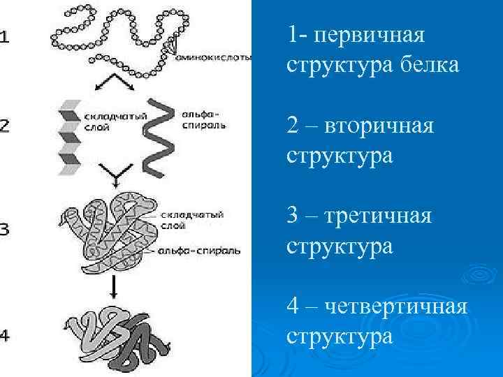 Пример первичного белка. Белки первичная структура вторичная третичная. Строение белковой молекулы биохимия.