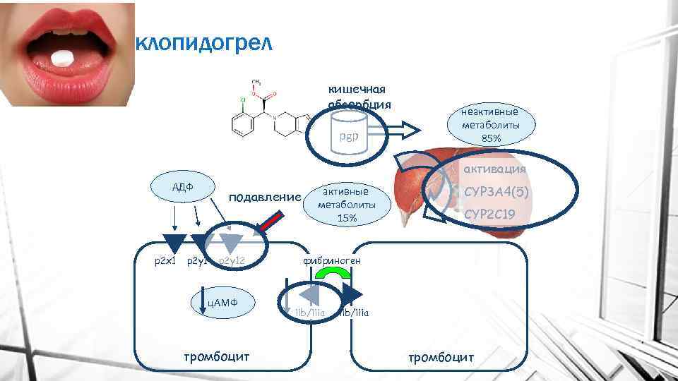 клопидогрел кишечная абсорбция pgp неактивные метаболиты 85% активация АДФ p 2 x 1 p