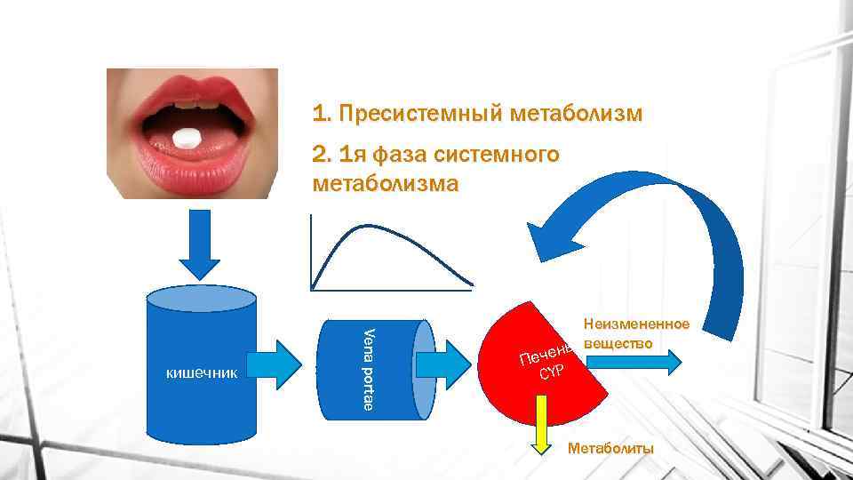 1. Пресистемный метаболизм 2. 1 я фаза системного метаболизма Vena portae кишечник Неизмененное вещество