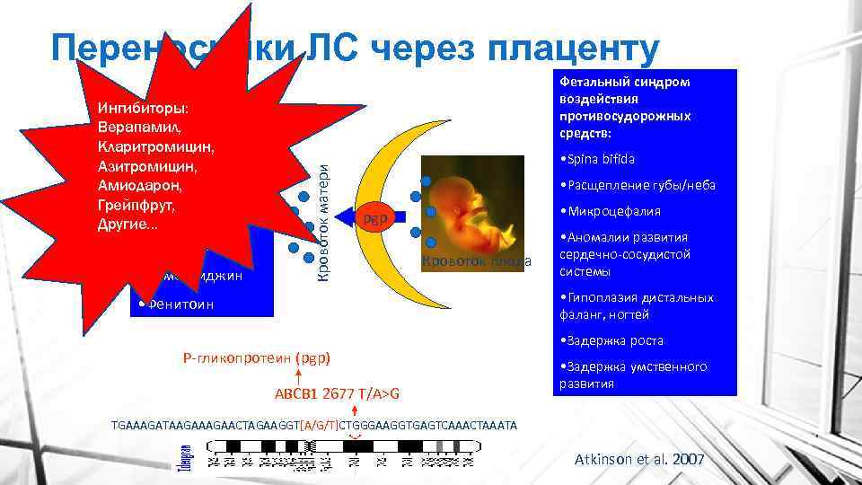 Переносчики ЛС через плаценту • Ламотриджин Кровоток матери Ингибиторы: Верапамил, Кларитромицин, Противосудорож Азитромицин, ные