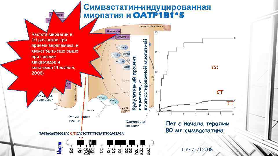 Частота миопатий в 10 раз выше приеме верапамила, и может быть еще выше приеме