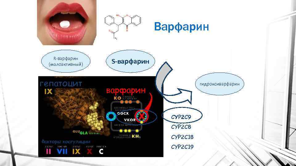 Варфарин R-варфарин (малоактивный) гепатоцит S-варфарин гидроксиварфарин CYP 2 C 9 CYP 2 C 8