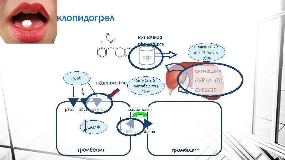 клопидогрел кишечная абсорбция pgp неактивные метаболиты 85% активация АДФ p 2 x 1 p