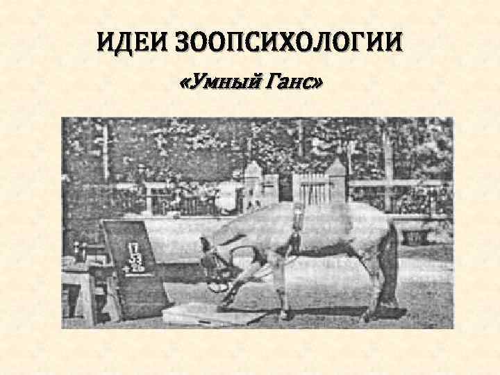 ИДЕИ ЗООПСИХОЛОГИИ «Умный Ганс» 