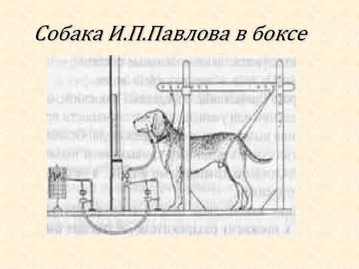 Собака И. П. Павлова в боксе 