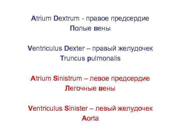 Atrium Dextrum — правое предсердие Полые вены Ventriculus