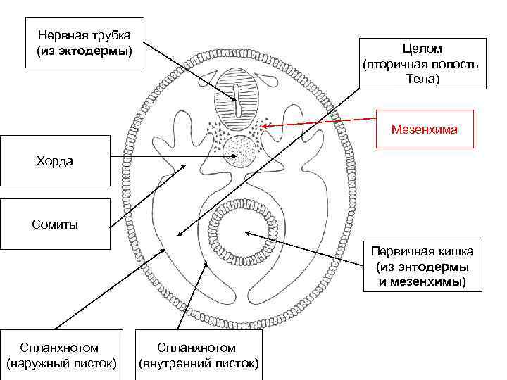 Хорда нервная трубка первичная кишка