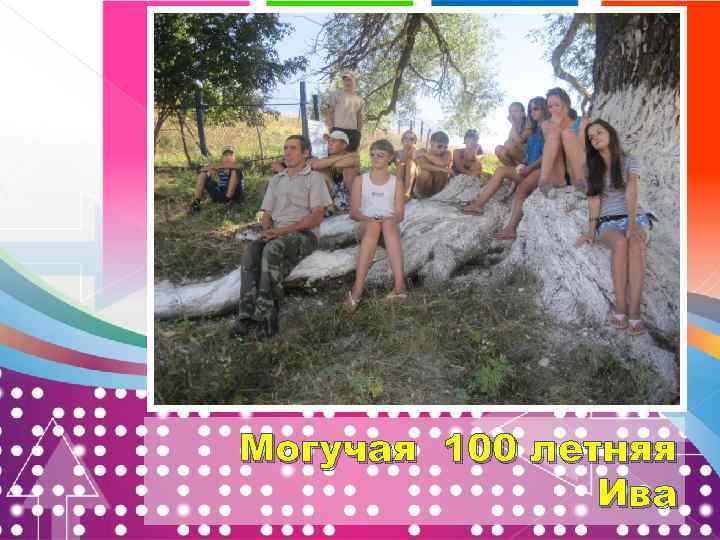 Могучая 100 летняя Ива 