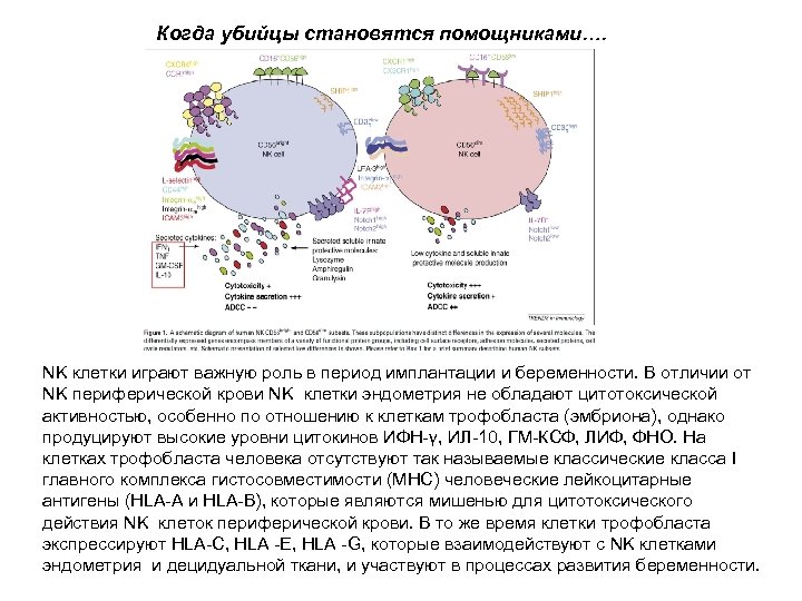 Когда убийцы становятся помощниками…. NK клетки играют важную роль в период имплантации и беременности.
