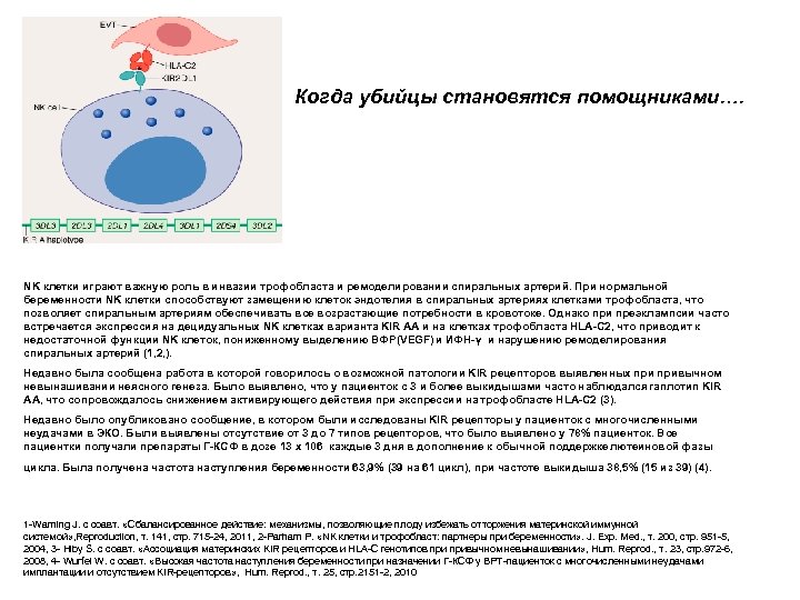 Когда убийцы становятся помощниками…. NK клетки играют важную роль в инвазии трофобласта и ремоделировании