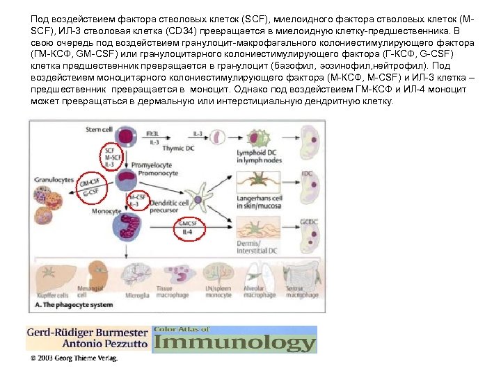 Под воздействием фактора стволовых клеток (SCF), миелоидного фактора стволовых клеток (MSCF), ИЛ-3 стволовая клетка