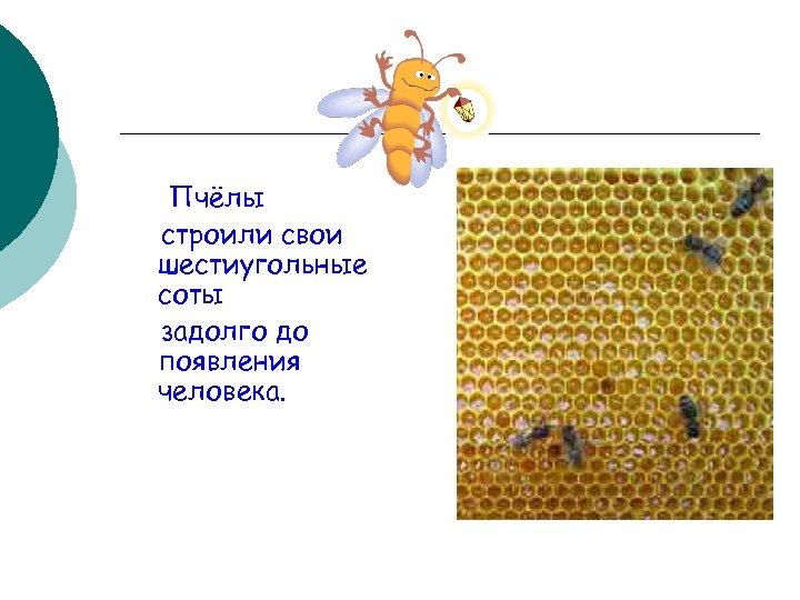 Пчёлы строили свои шестиугольные соты задолго до появления человека. 