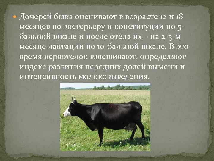  Дочерей быка оценивают в возрасте 12 и 18 месяцев по экстерьеру и конституции