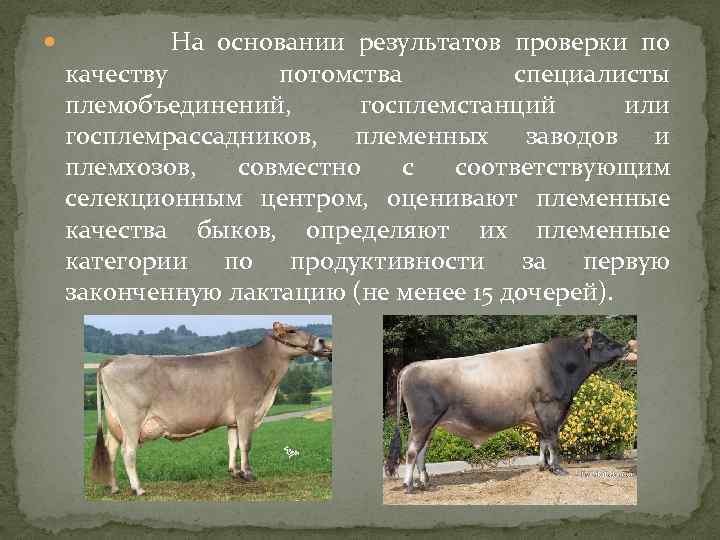 Реферат: Оценка быков-производителей по качеству потомства 2