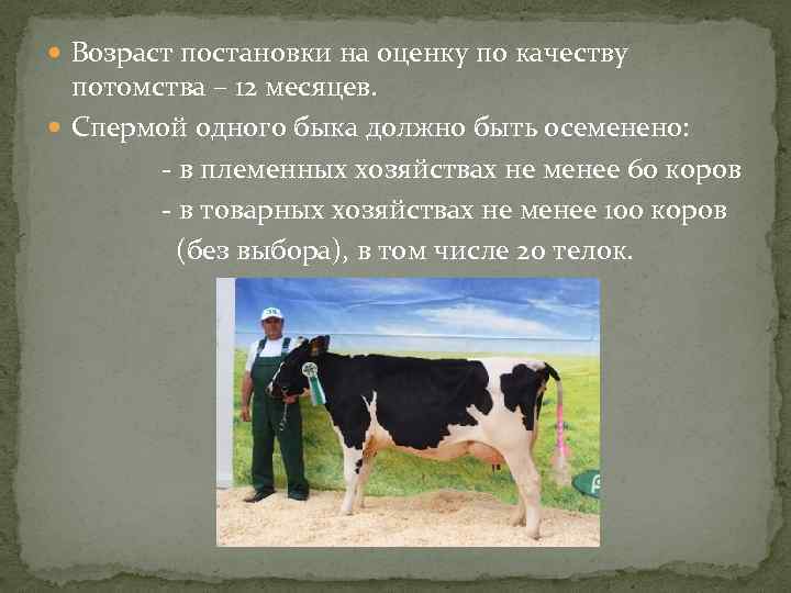  Возраст постановки на оценку по качеству потомства – 12 месяцев. Спермой одного быка