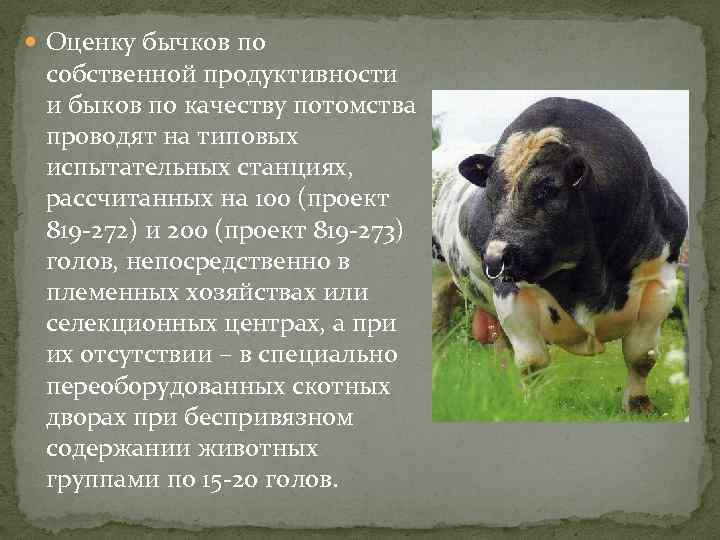  Оценку бычков по собственной продуктивности и быков по качеству потомства проводят на типовых