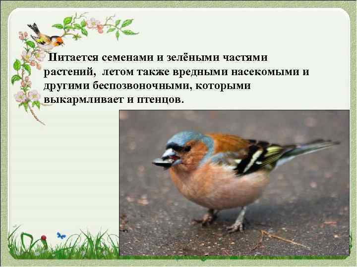  Питается семенами и зелёными частями растений, летом также вредными насекомыми и другими беспозвоночными,