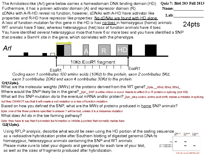The Arristaless-like (Arl) gene below carries a homeodomain DNA binding domain (HD). Quiz 7: