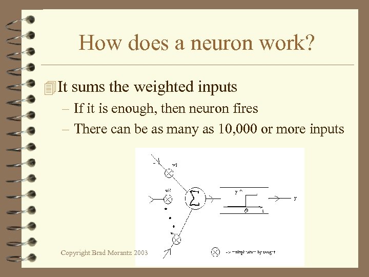 How does a neuron work? 4 It sums the weighted inputs – If it