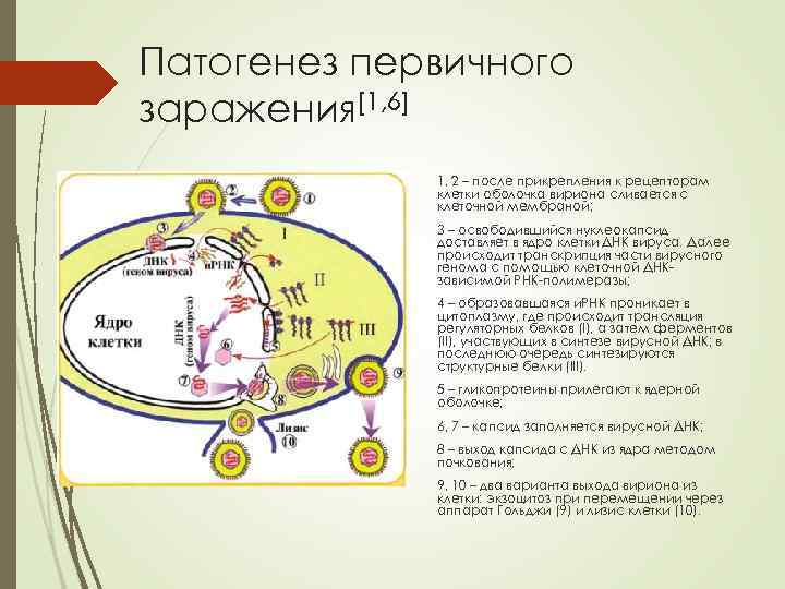 Патогенез первичного заражения[1, 6] 1, 2 – после прикрепления к рецепторам клетки оболочка вириона