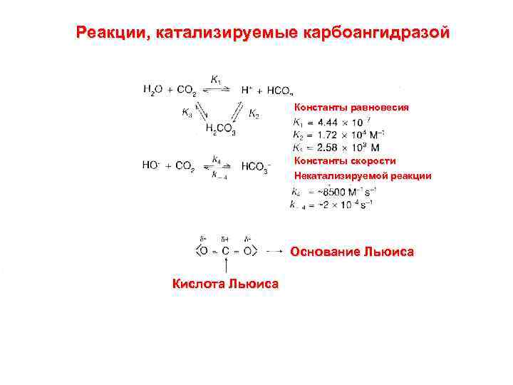 Напишите реакцию. Карбоангидраза катализирует реакцию. Реакцию, которую катализирует карбоангидраза II остеокластов. Фермент карбоангидраза. Катализируемая реакция.