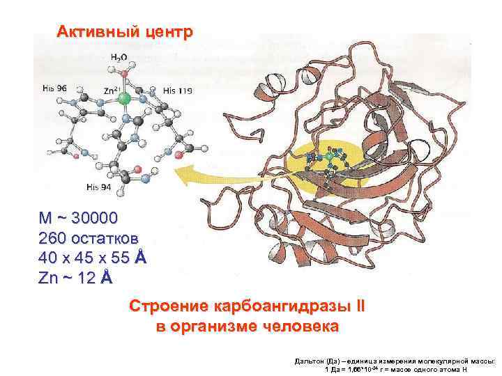 Активный центр M ~ 30000 260 остатков 40 x 45 x 55 Å Zn