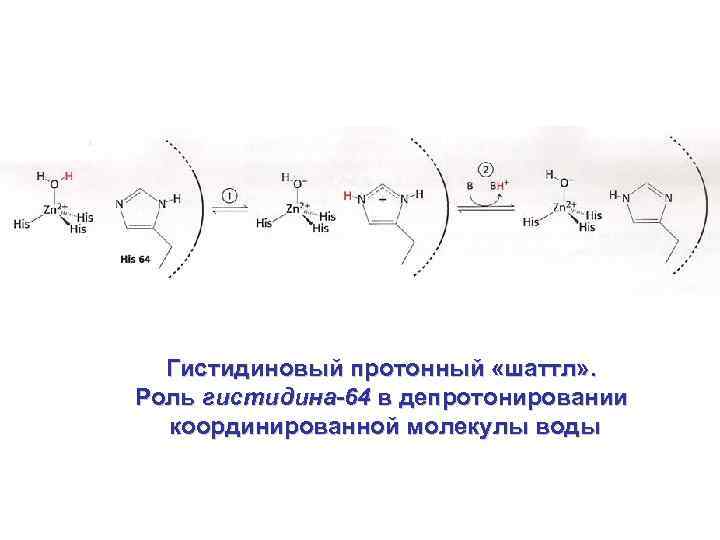 Протонирование и депротонирование аминокислот. Фумарилацетоацетат гидролаза. Внутриклеточный транспорт гидролаз. Гидролазы.