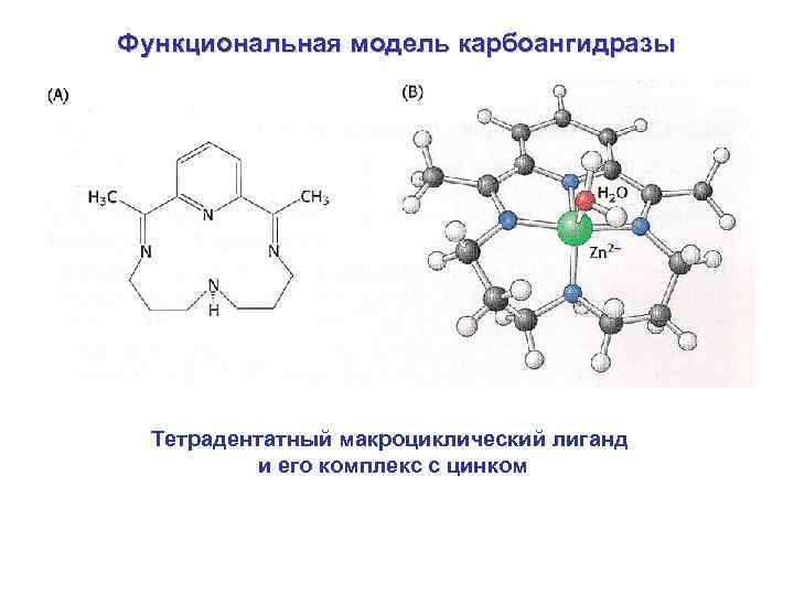 Функциональная модель карбоангидразы Тетрадентатный макроциклический лиганд и его комплекс с цинком 