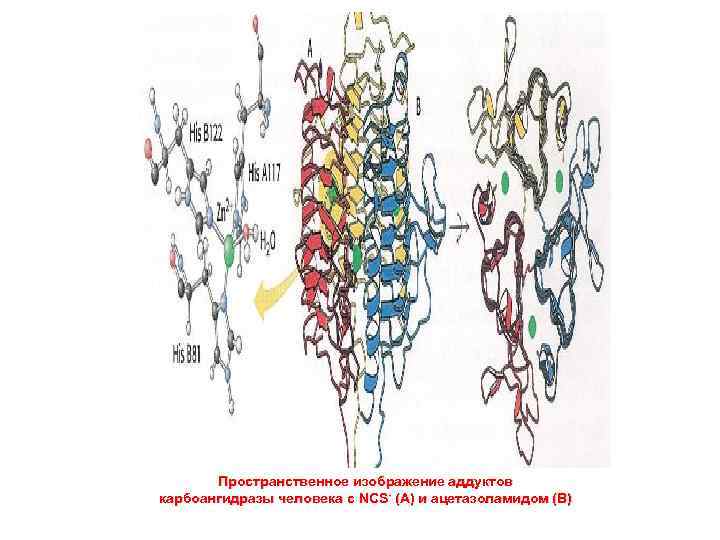 Пространственное изображение аддуктов карбоангидразы человека с NCS- (А) и ацетазоламидом (В) 