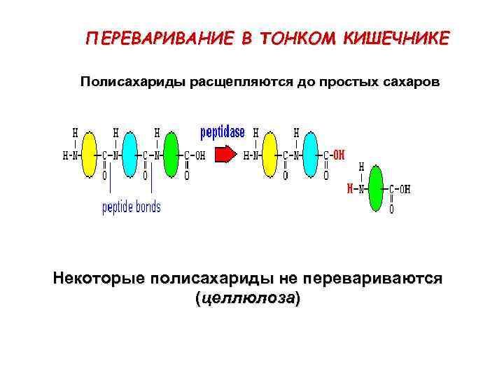 ПЕРЕВАРИВАНИЕ В ТОНКОМ КИШЕЧНИКЕ Полисахариды расщепляются до простых сахаров Некоторые полисахариды не перевариваются (целлюлоза)