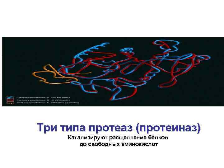 Три типа протеаз (протеиназ) Катализируют расщепление белков до свободных аминокислот 