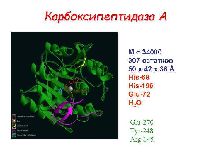 Карбоксипептидаза А M ~ 34000 307 остатков 50 x 42 x 38 Å His-69