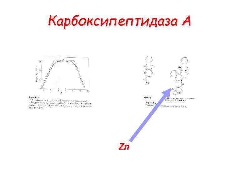 Карбоксипептидаза А Zn 