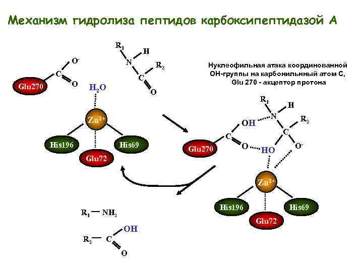 Гидролиз белка схема