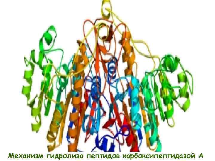 Механизм гидролиза пептидов карбоксипептидазой A 