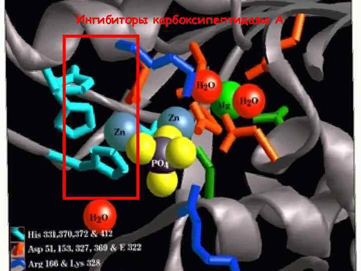 Ингибиторы карбоксипептидазы A 