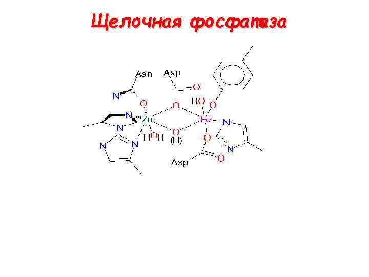 Фосфатаза печени. Щелочная фосфатаза формула химия. Химическое строение фосфатазы. Щелочная фосфатаза структура. Кислая фосфатаза строение.