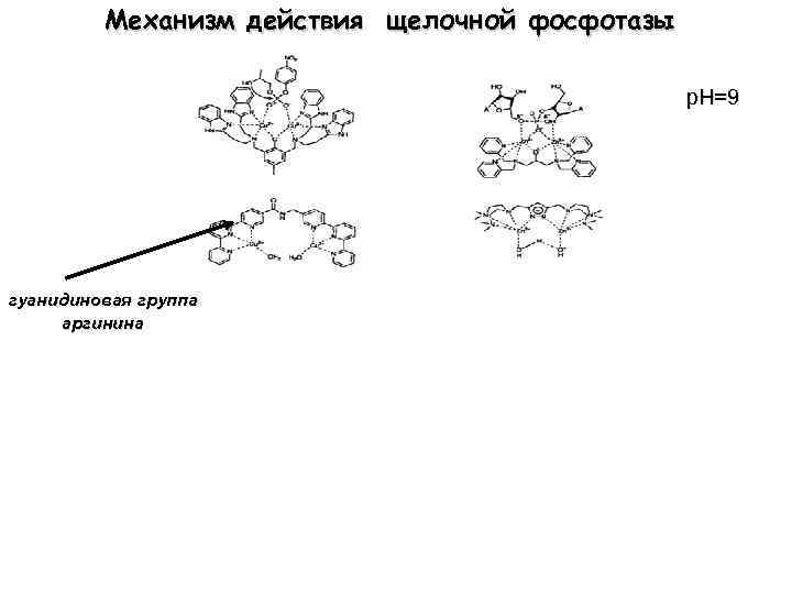 Механизм действия щелочной фосфотазы р. Н=9 гуанидиновая группа аргинина 