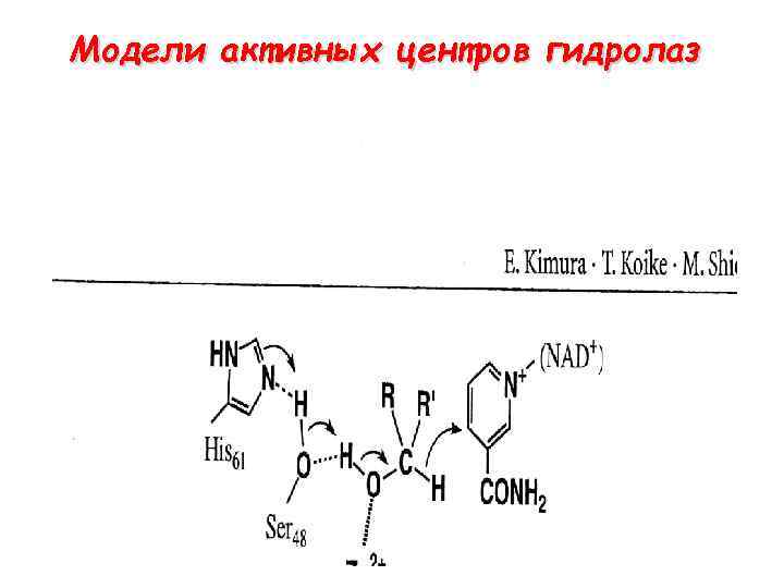 Модели активных центров гидролаз 