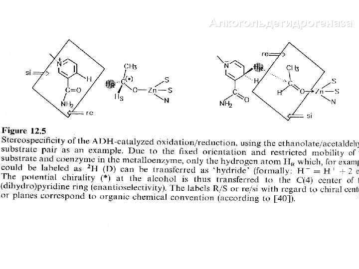 Алкогольдегидрогеназа ацетальдегид этанол 