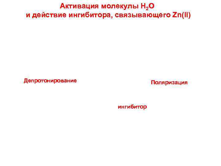 Активация молекулы Н 2 О и действие ингибитора, связывающего Zn(II) Депротонирование Поляризация ингибитор 
