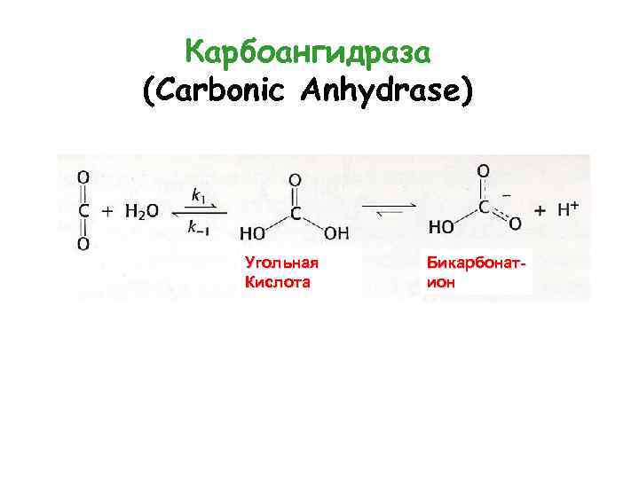 Карбоангидраза (Carbonic Anhydrase) Угольная Кислота Бикарбонатион 