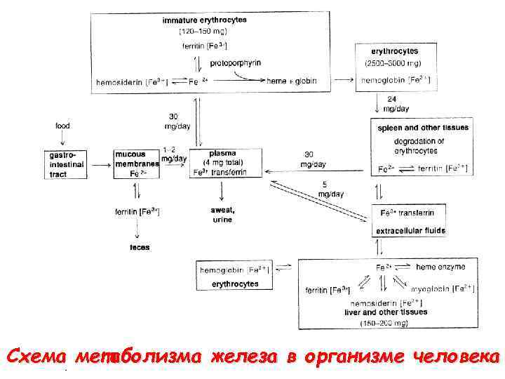 Метаболизм железа